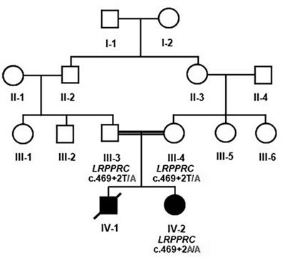 A novel homozygous splice donor variant in the LRPPRC gene causing Leigh syndrome with epilepsy, a French-Canadian disorder in a Saudi family: case report